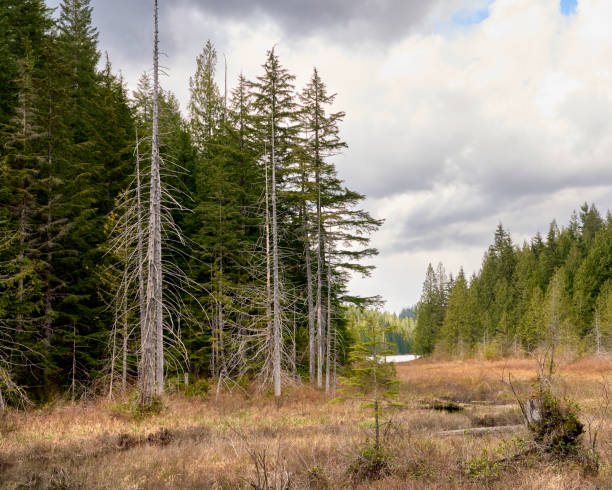 istock Spring in a Pacific Northwestmeadow with a stream meandering through bright red vegetation. 2155890998