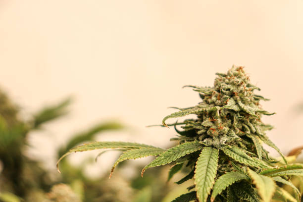 istock close-up of marijuana plant buds 2155891322