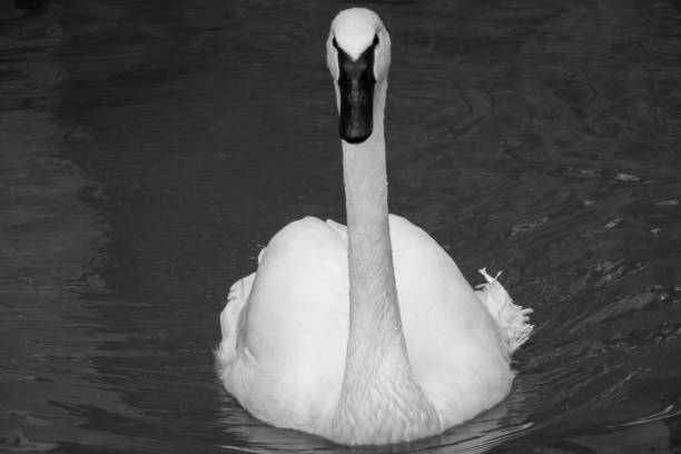 A monochrome image of a swan gliding in a pond