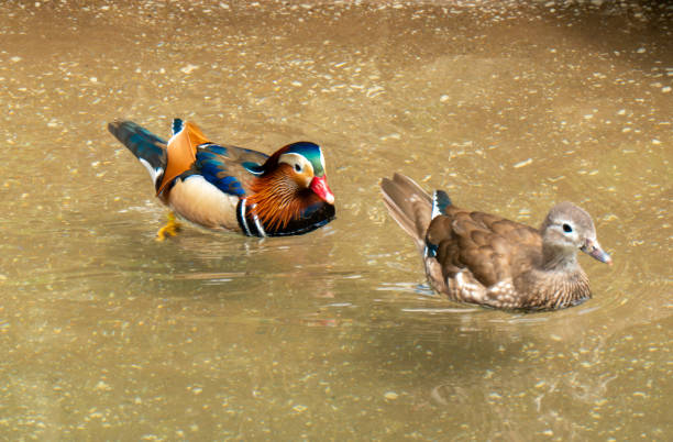 A vibrant male mandarin duck swims peacefully on rippled water, creating a serene scene of wildlife in its natural habitat.