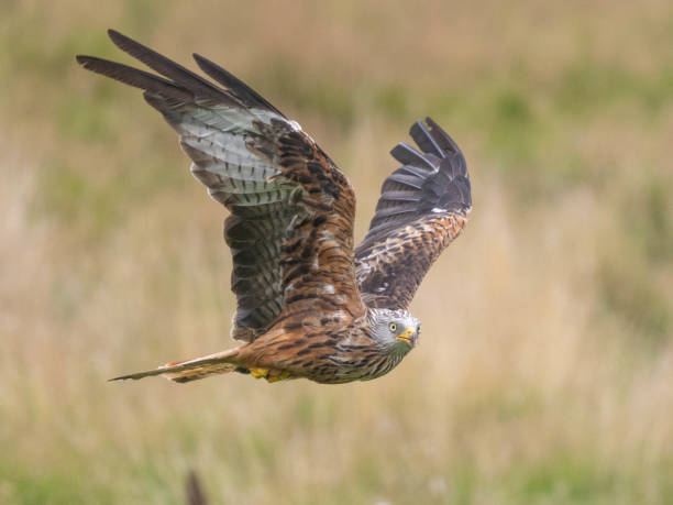 istock Red Kite soaring gracefully in Wales. 2155891489