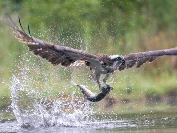 istock Osprey in flight with a fish over water. 2155891493