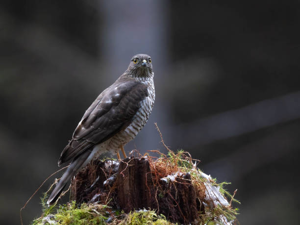 istock Demale Sparrowhawk perched on a tree stump in the forest in Scotland. 2155891524
