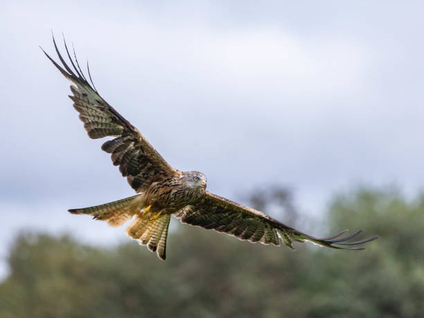 istock Red Kite soaring gracefully in Wales. 2155891525