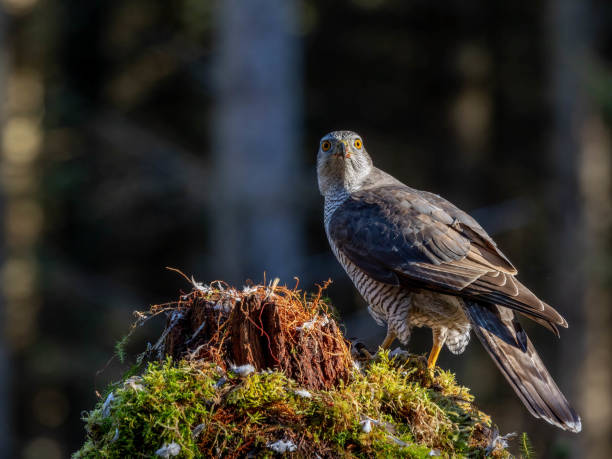 istock Male Goshawk perched on a tree stump in Scotland. 2155891529