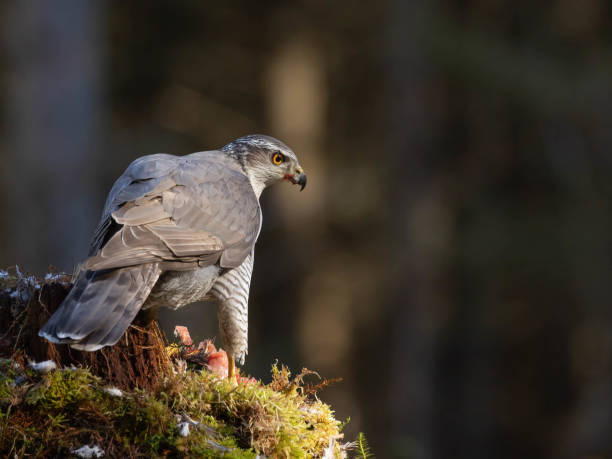 istock Male Goshawk perched on a tree stump in Scotland. 2155891530