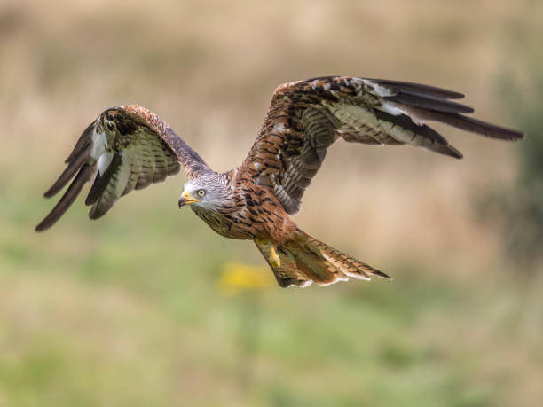 istock Red Kite soaring gracefully in Wales. 2155891536