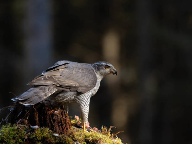 istock Male Goshawk perched on a tree stump in Scotland. 2155891546