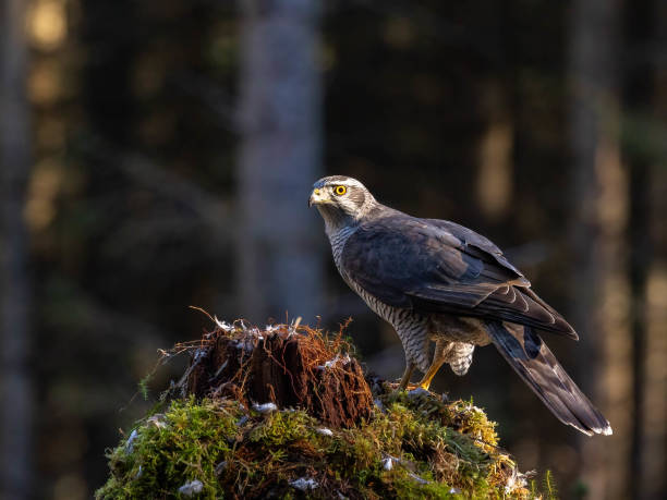 Male Goshawk perched on a tree stump in Scotland.