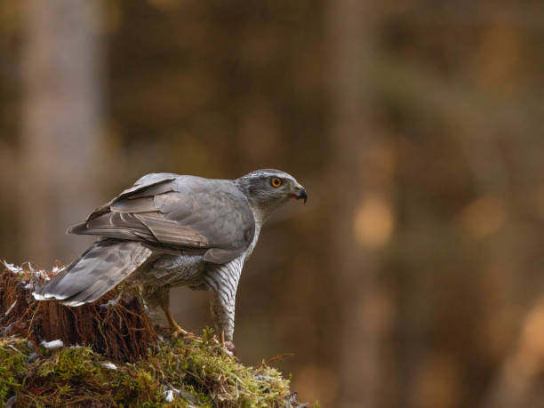 istock Male Goshawk perched on a tree stump in Scotland. 2155891549