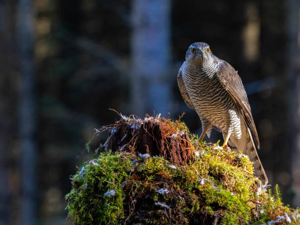istock Male Goshawk perched on a tree stump in Scotland. 2155891558