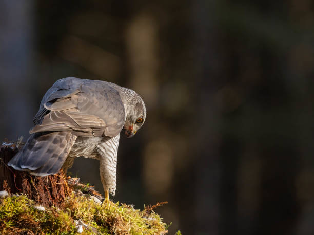 istock Male Goshawk perched on a tree stump in Scotland. 2155891561