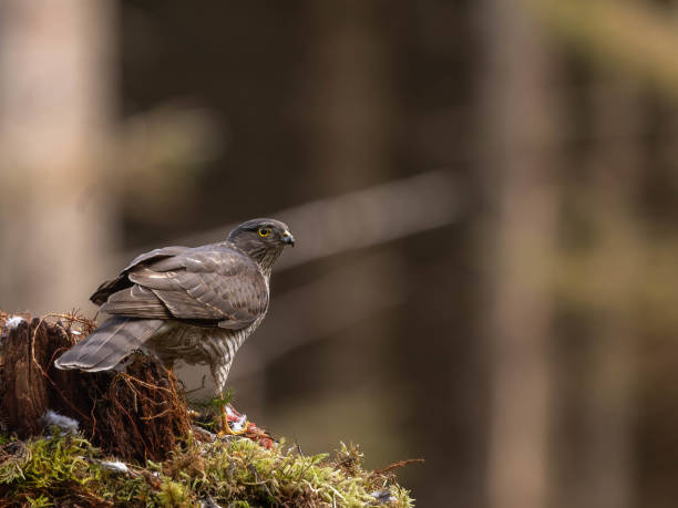 istock Demale Sparrowhawk perched on a tree stump in the forest in Scotland. 2155891562