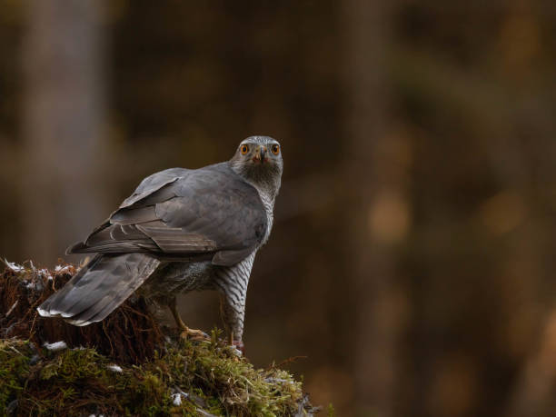 istock Male Goshawk perched on a tree stump in Scotland. 2155891563