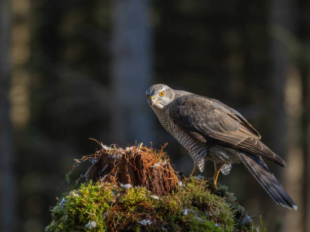 istock Male Goshawk perched on a tree stump in Scotland. 2155891571