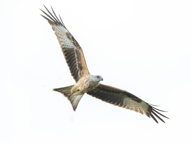 istock Red Kite in flight against a white background. 2155891629