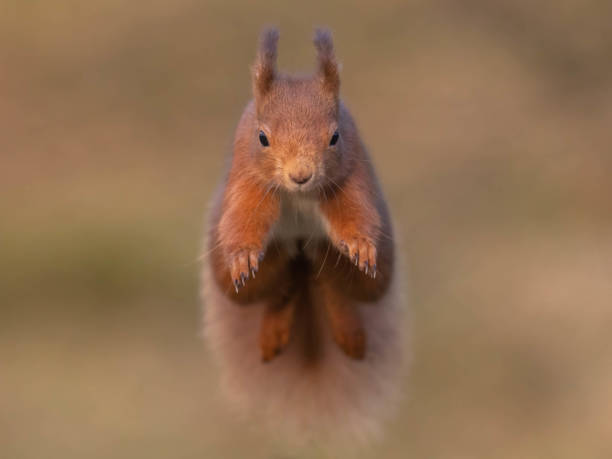 Red squirrel jumping on its hind legs.