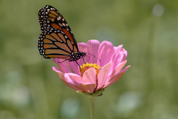 A butterfly perched on a pink flower in the grass.