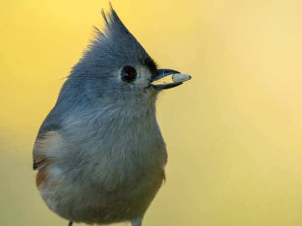 istock Titmouse bird with a sunflower seed in its beak. 2155891873