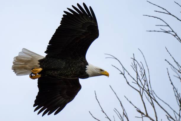 istock Majestic eagle soars above a lone tree against the sky. 2155891905