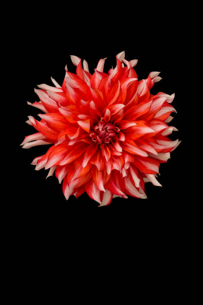 istock Vibrant red Dahlia bloom against a black backdrop 2155891963