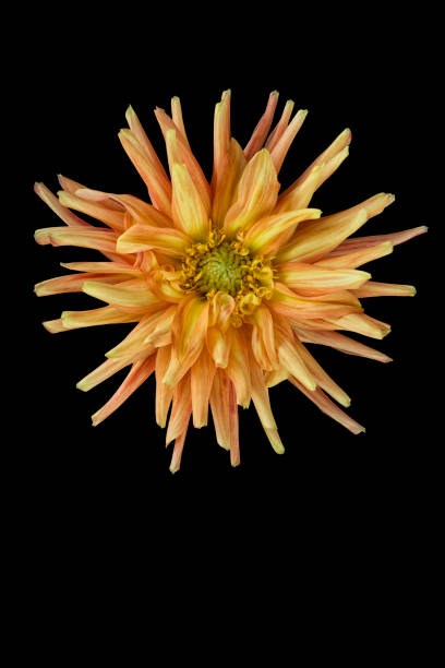 istock Vibrant orange Dahlia bloom against a dark backdrop 2155891966