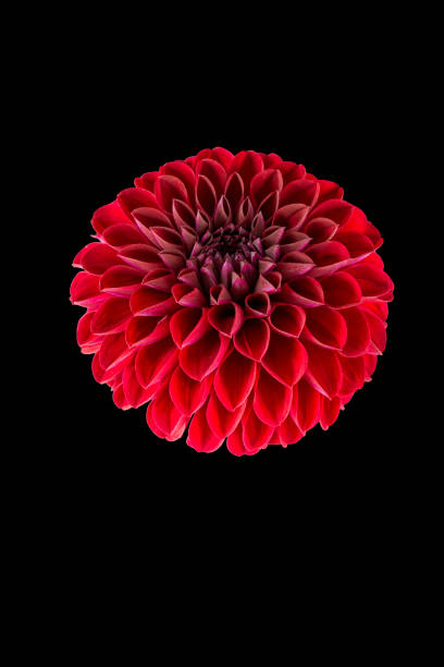 istock Vibrant red Dahlia bloom against a black backdrop 2155891972