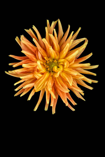 istock Vibrant orange Dahlia bloom against a dark backdrop 2155891979