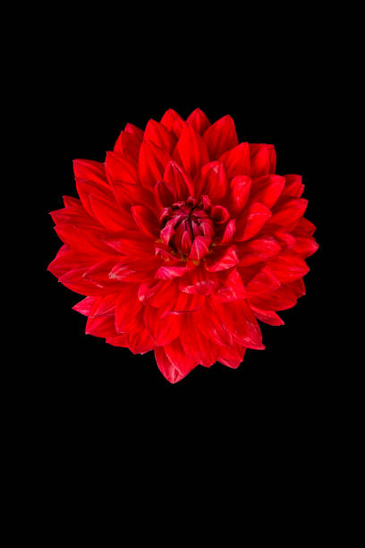 A vibrant red Dahlia bloom against a black backdrop