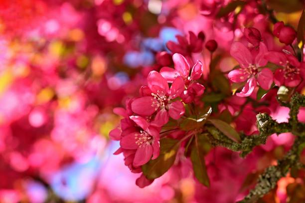 istock Beautiful spring flowers in Victoria, BC, Canada 2155892076