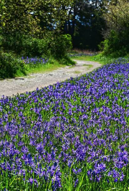 istock Beautiful spring flowers in Victoria, BC, Canada 2155892098