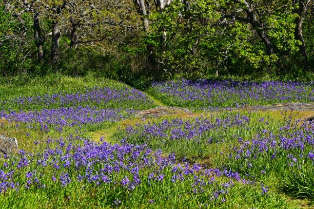 istock Beautiful spring flowers in Victoria, BC, Canada 2155892101