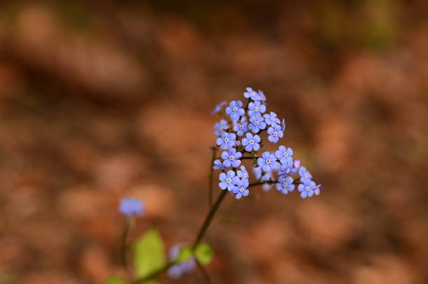 Tiny blue flower resting on a plant in a lush forest