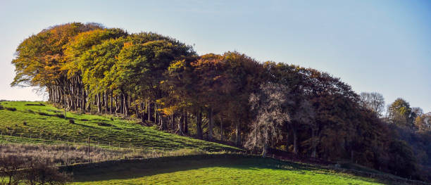 istock a green field with trees on top and a cow eating grass 2155892229