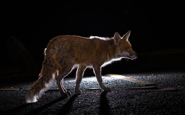 istock Red fox walking on a dark city street at night 2155892447