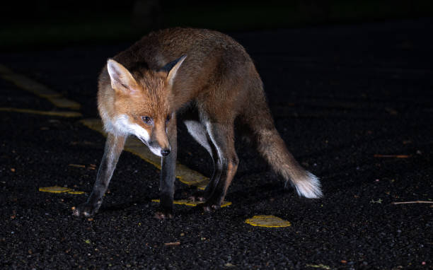 istock Red fox standing on the road at night 2155892462