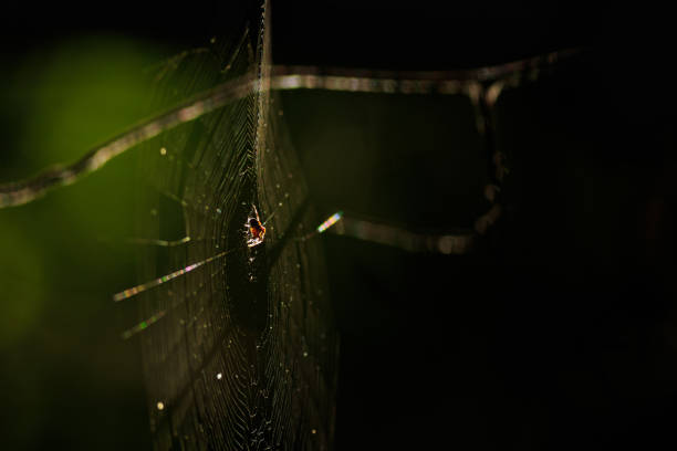 A spider on web in golden evening light in jungle