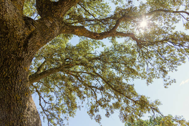 Sunlight filters through Quercus ilex, creating a stunning shadow in the bright light