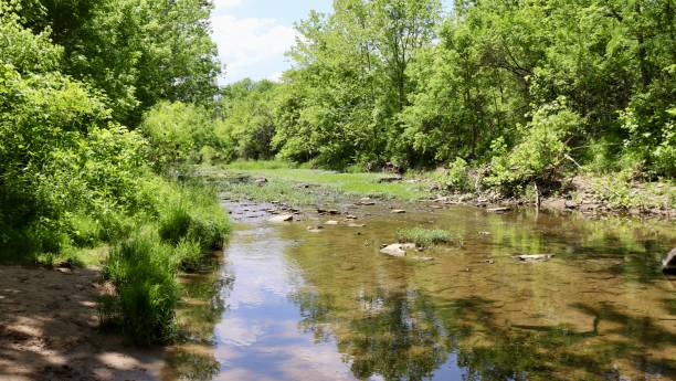 istock Creek in the Woods 2155892766