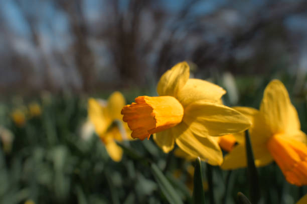 Close up of yellow daffodils on a windy day