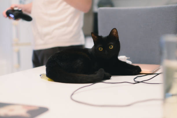 istock Black cat resting on a desk beside computer gear 2155892887