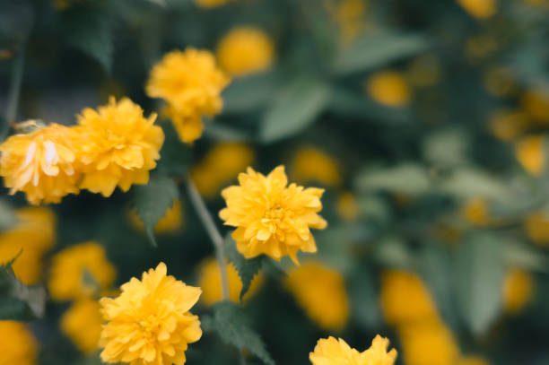 A dense cluster of yellow Kerria flowers