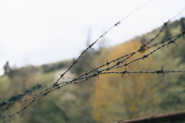 Barbed wire and wire netting fence in garden with trees and sky background