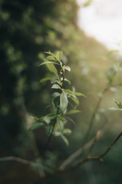 istock Close-up shot of a small leafy tree 2155892966
