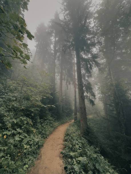 istock Foggy woodland path winding through the trees 2155893017