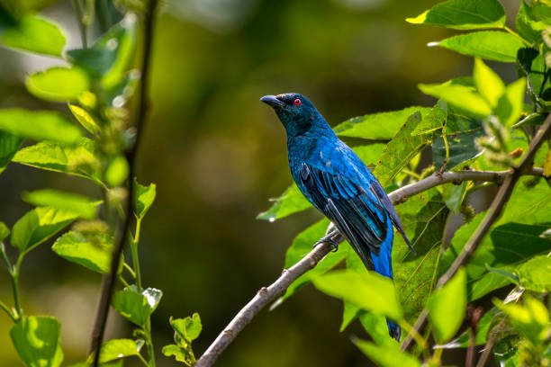 istock Asian fairy-bluebird perched on a tree branch. Thattekad, Kerala, India 2155893395