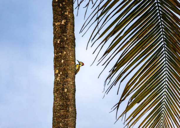 A black-rumped flameback perched on a coconut tree. Kerala, India