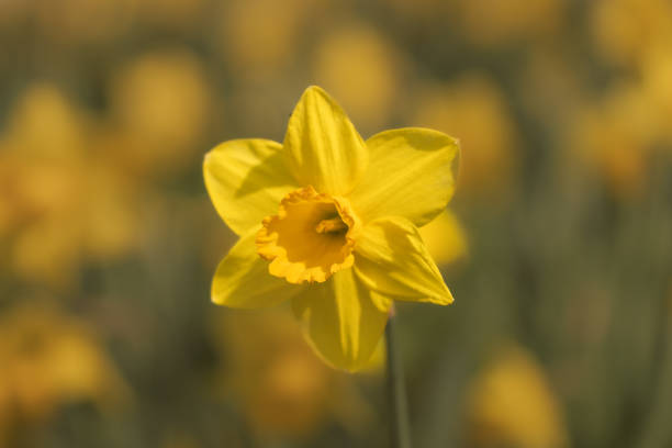 A closeup of a yellow daffodil in full bloom.