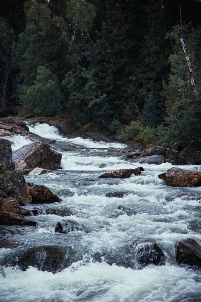 istock Picturesque Swedish river surrounded by dense evergreen foliage. 2155893628