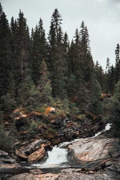 istock Picturesque Swedish river surrounded by dense evergreen foliage. 2155893632